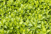 Moroccan mint, Mentha spicata var nanah, foliage
