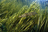 Young Pike (Esox lucius) moving in the river Cher, commune of Selles-sur-Cher, Centre - Val de Loire, France