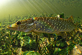 Young Pike (Esox lucius) moving in the river Cher, commune of Selles-sur-Cher, Centre - Val de Loire, France