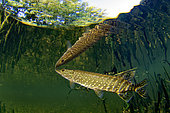 Young Pike (Esox lucius) moving towards the surface in the river Cher, commune of Selles-sur-Cher, Centre - Val de Loire, France