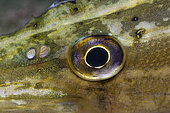 Eye of a young Pike (Esox lucius) in the Cher River at night, commune of Selles-sur-Cher, Centre - Val de Loire, France