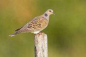 European Turtle Dove (Streptopelia turtur), side view of an adult male perched on a post, Campania, Italy