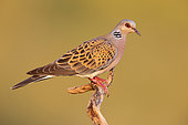 European Turtle Dove (Streptopelia turtur), side view of an adult male perched on a branch, Campania, Italy