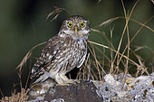 Little Owl (Athene noctua), adult perched on a rock, Campania, Italy