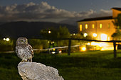 Little Owl (Athene noctua), juvenile perched on a rock with a building in the background, Campania, Italy