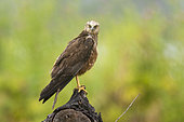 Marsh Harrier (Circus aeruginosus), side view of an immature male standing on a perch, Campania, Italy