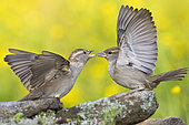 Italian Sparrow (Passer italiae), side view of adults females arguing, Campania, Italy