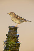 Italian Sparrow (Passer italiae), side view of a female perched on a pipe, Campania, Italy