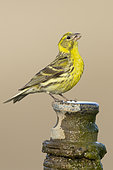 European Serin (Serinus serinus), side view of an adult male perched on a pipe, Campania, Italy