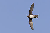 Alpine Swift (Tachymarptis melba), individual in flight seen from below, Campania, Italy