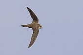 Alpine Swift (Tachymarptis melba), individual in flight seen from the above, Campania, Italy