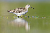 Ruff (Philomachus pugnax), side view of an adult female standing in the water, Campania, Italy
