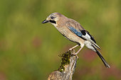 Eurasian Jay (Garrulus glandarius), side view of an adult perched on an old branch, Campania, Italy