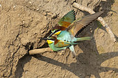 European Bee-eater (Merops apiaster), couple mating, Campania, Italy