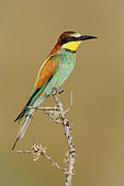 European Bee-eater (Merops apiaster), side view of an adult male perched on a branch, Campania, Italy