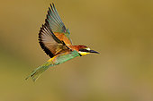 European Bee-eater (Merops apiaster), side view of an adult male in flight, Campania, Italy
