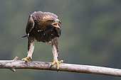 Golden Eagle (Aquila chrysaetos), front view of a juvenile perched on a branch, Campania, Italy