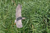Night Heron (Nycticorax nycticorax) in flight, Spain
