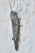 Egyptian locust (Anacridium aegyptium) on a wall, France