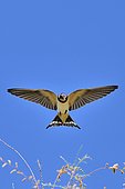 Barn Swallow (Hirundo rustica), adult in flight, Spain