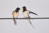 Barn swallows (Hirundo rustica) on wire, France