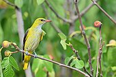 Eurasian Golden Oriole (Oriolus oriolus) perched in fig tree, France