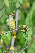 Eurasian Golden Oriole (Oriolus oriolus) perched in fig tree, France