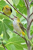 European oriole (Oriolus oriolus) feeding its chick, France