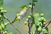 Eurasian Golden Oriole (Oriolus oriolus) perched in fig tree, France