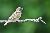 Tree sparrow (Passer montanus) perched on a branch, France