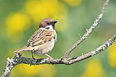 Tree sparrow (Passer montanus) perched on a branch, France