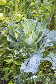 Brussels sprout 'de Rosny', Brassica oleracea cargemmifera, late variety
