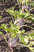 German turnip 'Dyna', Brassica Oleracea var Gongylodes