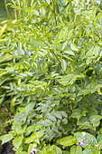 Licorice vitamin, Glycyrrhiza glabra, foliage