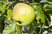 Apple 'Réale d'Entraygues', Malus domestica 'Réale d'Entraygues', fruit