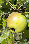 Apple 'Réale d'Entraygues', Malus domestica 'Réale d'Entraygues', fruit
