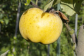 Apple 'Blanche de Biozat', Malus domestica 'Blanche de Biozat', fruit
