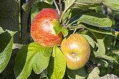 Apple 'Reinette d'Espagne', Malus domestica 'Reinette d'Espagne', fruits