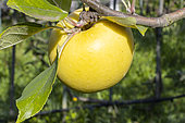 Apple 'Saint Michel', Malus domestica 'Saint Michel', fruit