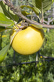 Apple 'Saint Michel', Malus domestica 'Saint Michel', fruit