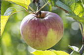 Apple 'Winesap', Malus domestica 'Winesap', fruit