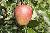 Apple 'Aout de Verine', Malus domestica 'Aout de Verine', fruit