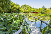 Lotus Lake, Parc Floral de la Court d'Aron, Saint Cyr-en-Talmondais, Vendée, France