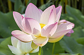 Sacred Lotus, Nelumbo nucifera, flower
