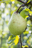 Pear 'Virgine Baltet', Pyrus communis 'Virgine Baltet', fruit