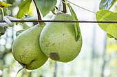 Pear 'Virgine Baltet', Pyrus communis 'Virgine Baltet', fruits