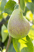 Pear 'Frangipane', Pyrus communis 'Frangipane', fruit
