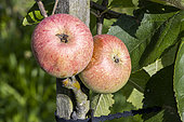 Apple 'Golden russet of Western New York', Malus domestica 'Golden russet of Western New York', fruits