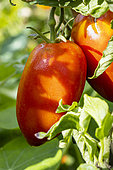 Andine Cornue Tomato