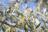 Russian olive (Elaeagnus angustifolia) in flower, Bouches-du-Rhone, France